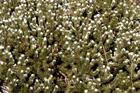 Heckrodt Walk on 12-29-21