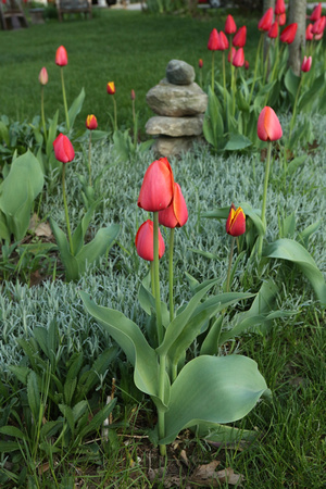 PAD April 17:  Zen Tulips