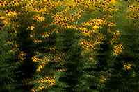 Experimental Appleton Gardens 8-4-21