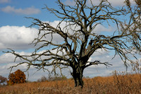 Stately tree at Governor Nelson State Park