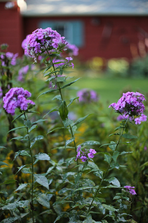 PAD August 13 Backyard Flowers