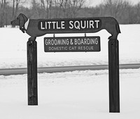 Ads for Little Squirts