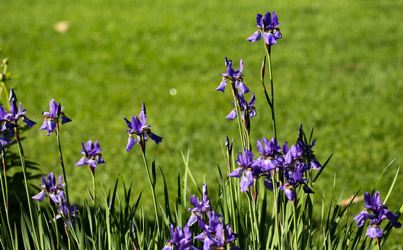 PAD June 2 A Bit of Purple TWO