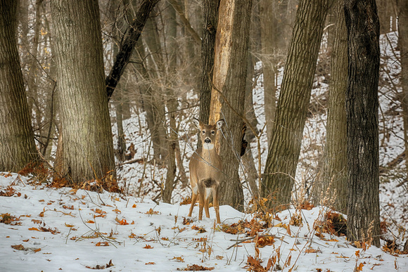PAD Dec 5 Visitors in our backyard ONE