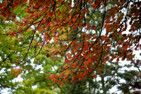 Fall Colors in my Backyard Oct and into Nov 2021