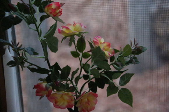 PAD November 15 Inside Flowers with Outside Background