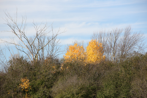 PAD Nov 2 Two Yellow Trees