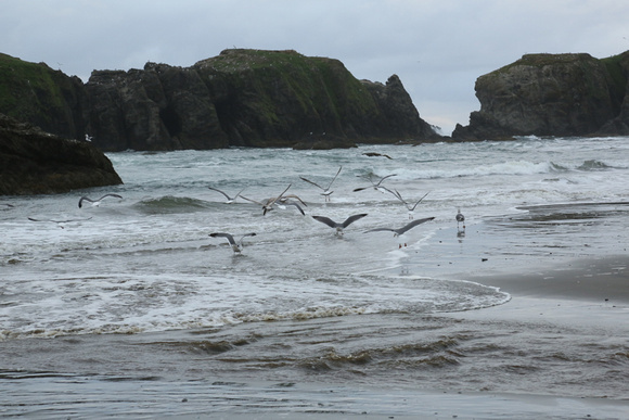 PAD April 30 Birds on Bandon Beach Two