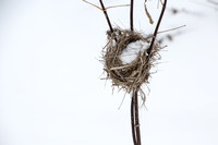 January Theme of Renewal 2021